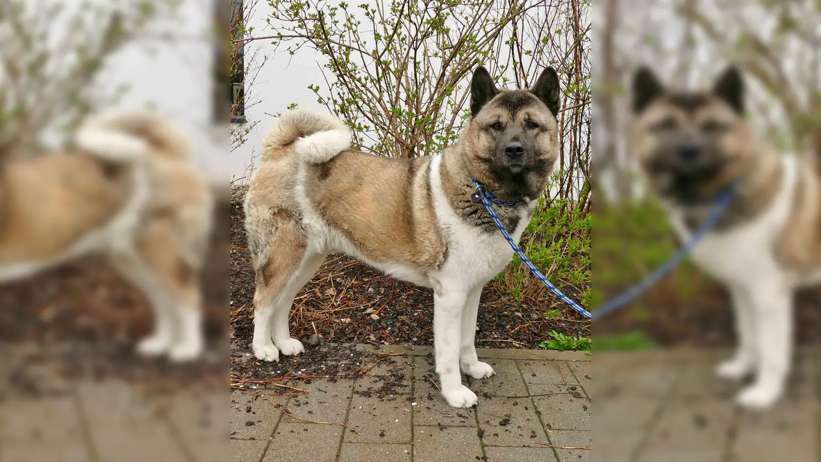 Akita Hündin Sky. (Foto: Tierheim Riem)