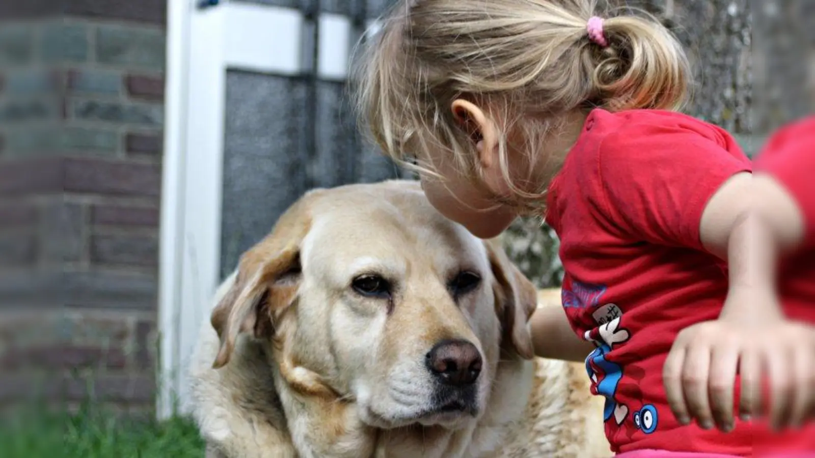 Ein enger Kontakt zu Tieren trägt zur positiven Entwicklung von Kindern bei, das wurde durch zahlreiche Studien immer wieder bestätigt. (Foto: Margit Völtz/ pixelio.de)