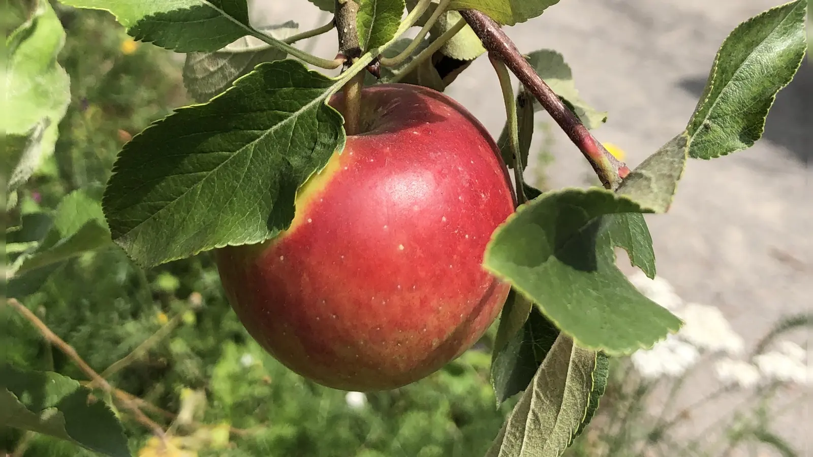 Der Apfel steht im Zentrum des Erntetags im Ökologischen Bildungszentrum München.  (Symbolbild: hw)