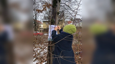 Der BN ruft die Münchner dazu auf, bis zum 20. Dezember ihrem Lieblingsbaum in der Gotthardstraße einen Abschiedsgruß umzuhängen und sich so von den Bäumen zu verabschieden. (Foto: BN)
