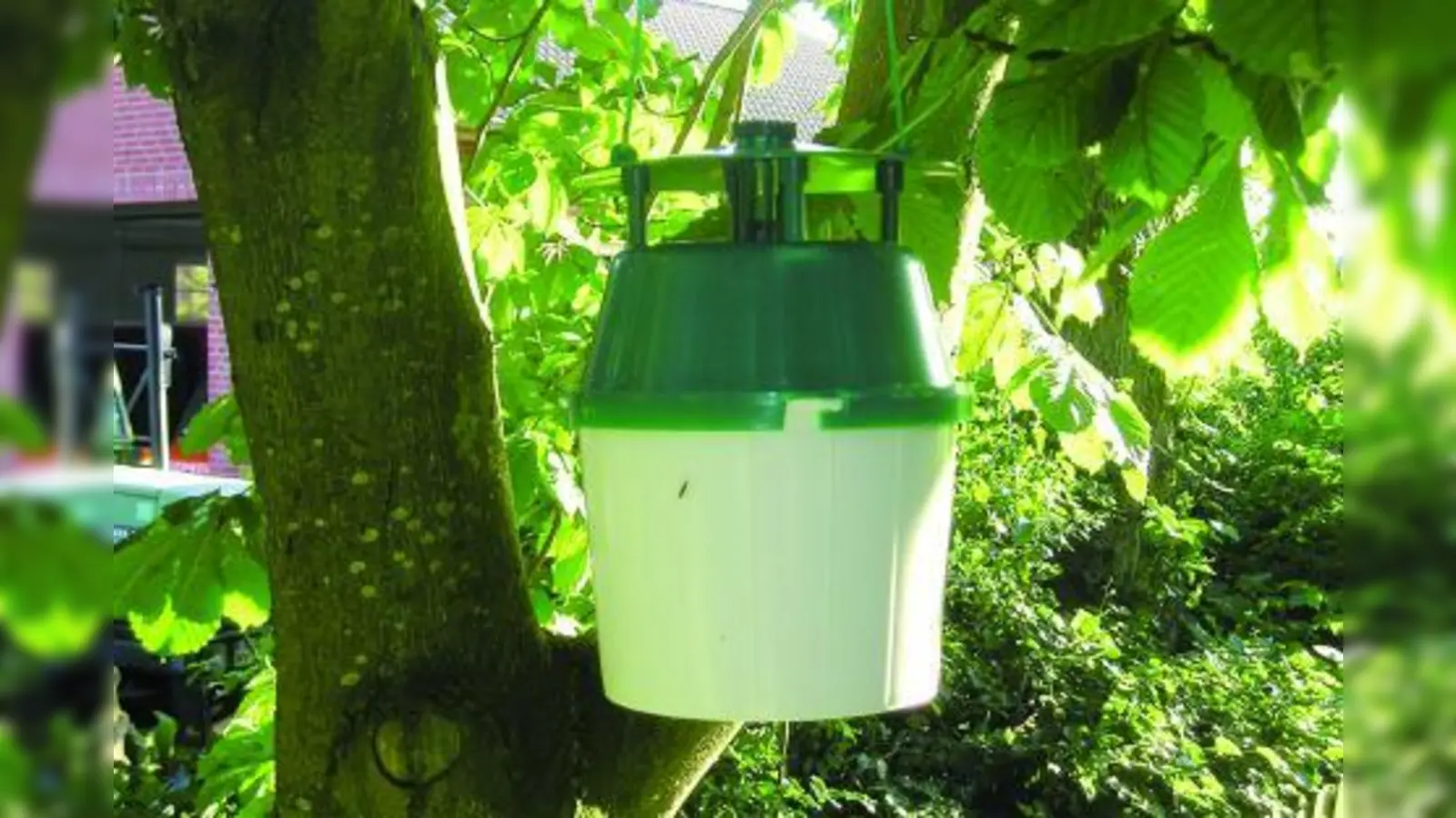 Pheromonfallen locken die Männchen der Minimiermotte an und unterbrechen so den Fortpflanzungszyklus der schädlichen Kleinfalter. (Foto: djd/Re-natur GmbH)