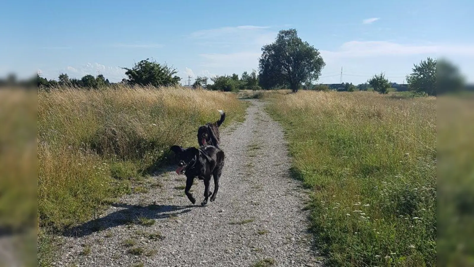 An der „Alte Kies-Trasse” sind Hunde nicht verboten und auch eine Leinenpflicht ist nicht vorgeschrieben. (Foto: sb)