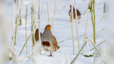 Das scheue Rebhuhn ist zum Vogel des Jahres 2026 gewählt worden. Damit verbunden ist der eindringliche Appell, Brachflächen und natürliche Landschaft zu belassen, denn sie sind die Lebensräume dieser Tiere.  (Foto: Ralph Sturm)