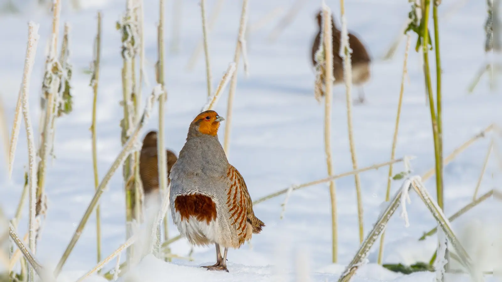Das scheue Rebhuhn ist zum Vogel des Jahres 2026 gewählt worden. Damit verbunden ist der eindringliche Appell, Brachflächen und natürliche Landschaft zu belassen, denn sie sind die Lebensräume dieser Tiere.  (Foto: Ralph Sturm)