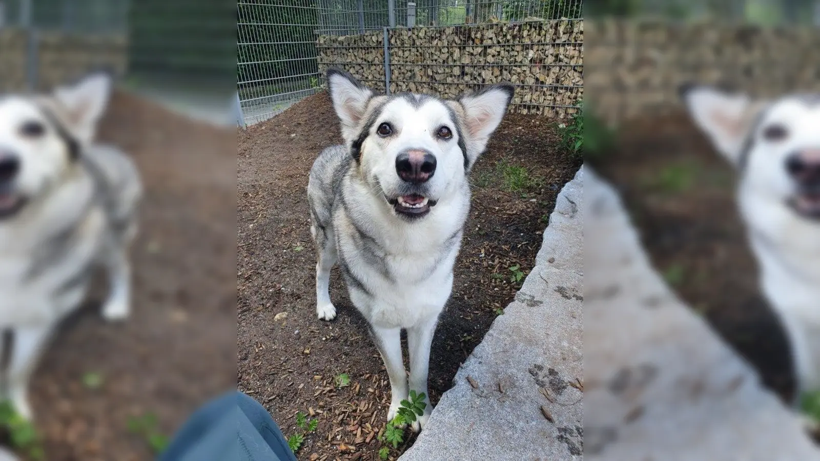 Die verspielte, aber ängstliche Hundedame Naomi wartet derzeit im Münchner Tierheim auf Tierfreunde, die ihr ein sicheres und konsequent geführtes Zuhause geben. (Foto: Tierheim München)