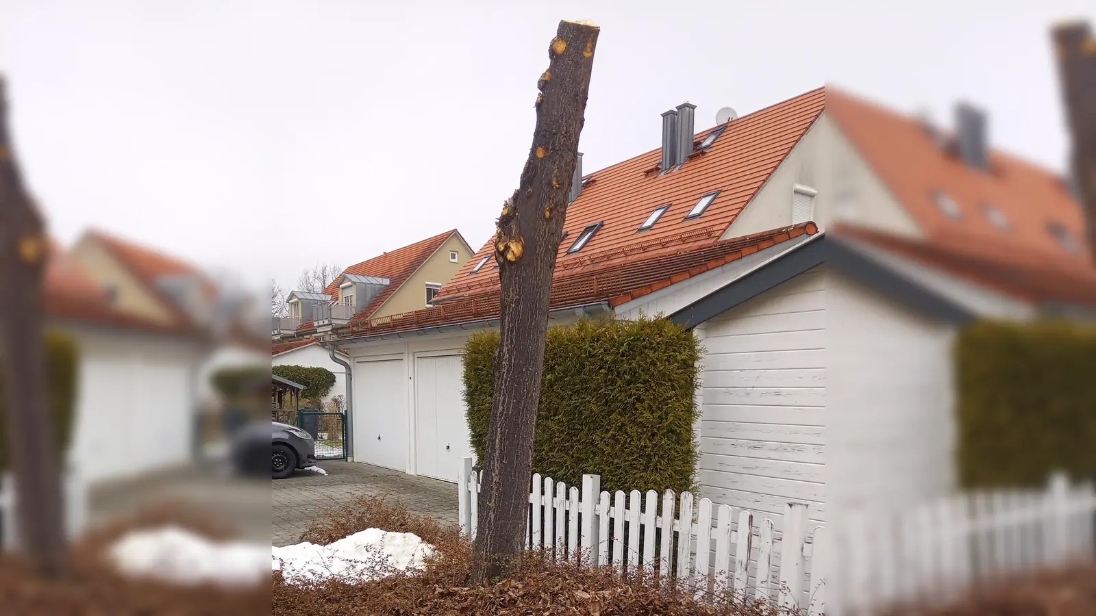 Einer städtischen Linde mit der Säge zu Leibe gerückt sind ein oder mehrere bislang unbekannte Täter. Die Polizei bittet um Mithilfe bei der Aufklärung des Falles.  (Foto: Stadt Unterschleißheim)