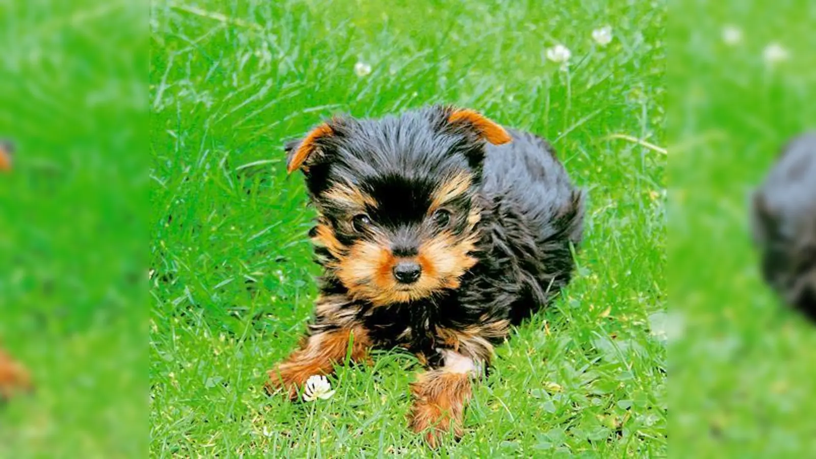 Auch Zwerg-Yorkshire Bebbi freut sich auf ein neues Zuhause.  (Foto: Tierheim München)