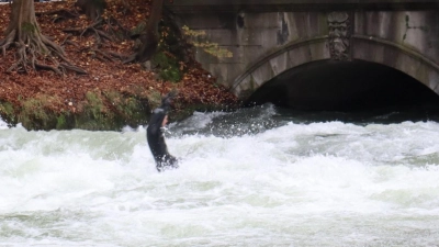 Früher gut surfbar, jetzt lebensgefährlich: Nachdem sich die Eisbachwelle wieder aufgebaut hat, wurde der Sport von der Stadt deswegen verboten.  (Foto: mha)