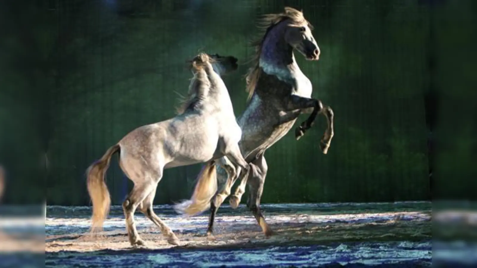 Erleben Sie »Zauber der Freiheit«, die neue Apassionata-Show, auch in München.	 (Foto: VA)