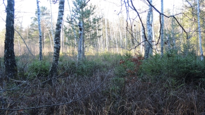 Das Wildmoos ist durch den fortlaufenden Wasserentzug und das zunehmende „Verwalden“ bedroht. (Foto: Claudius Birke/ LBV)