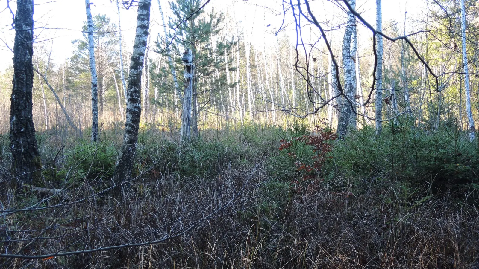 Das Wildmoos ist durch den fortlaufenden Wasserentzug und das zunehmende „Verwalden“ bedroht. (Foto: Claudius Birke/ LBV)
