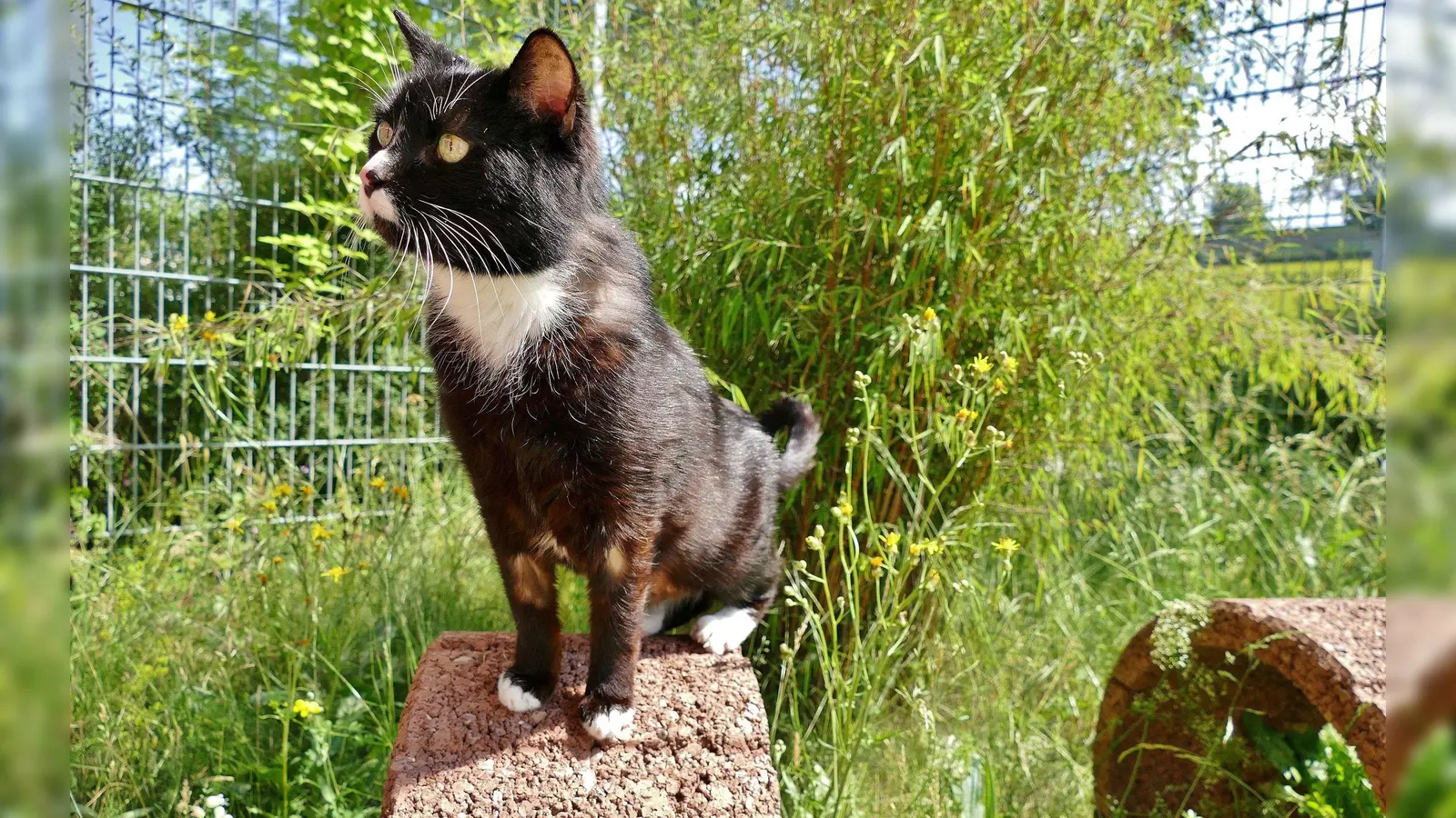 Tommy ist ein temperamentvoller und verschmuster Kater. (Foto: Tierheim Riem)