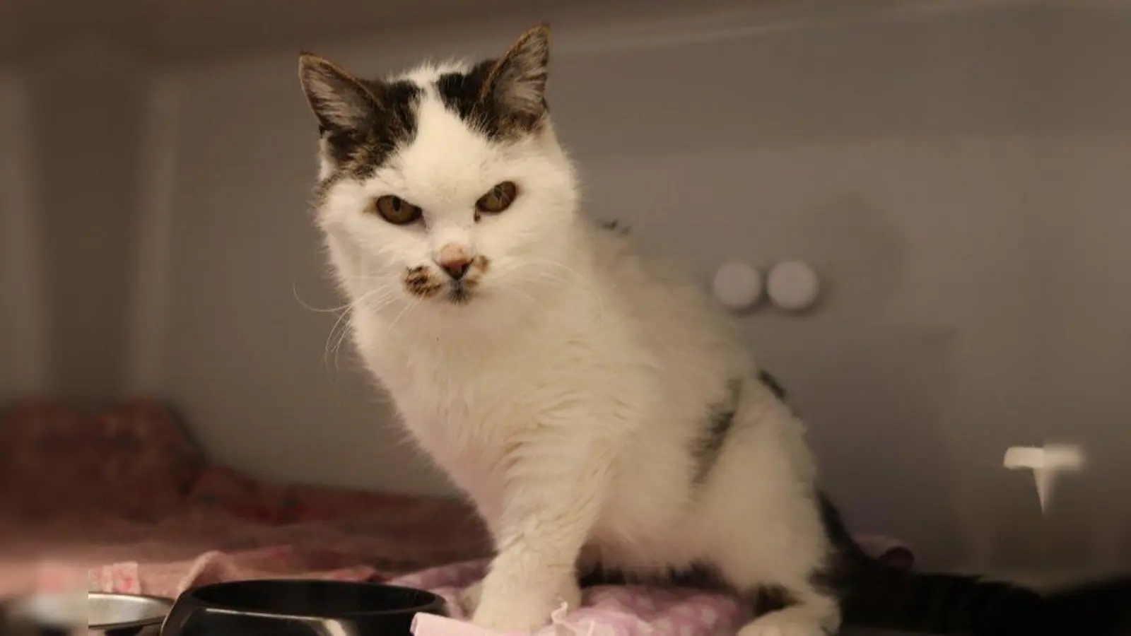 Otilie (Foto: Tierheim München)