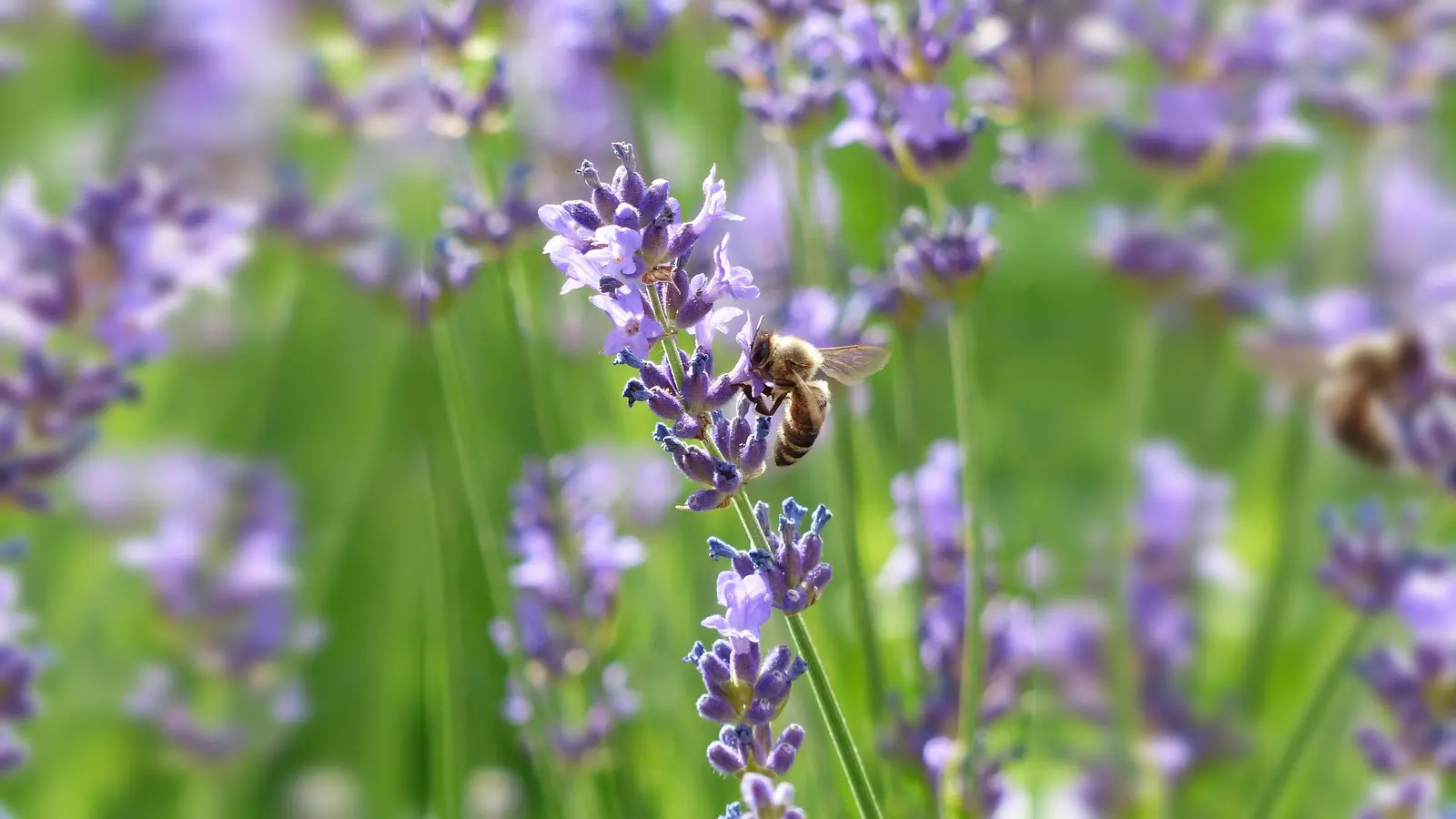 Die Wildbienen sind daheim in Haar. (Foto: CCO)