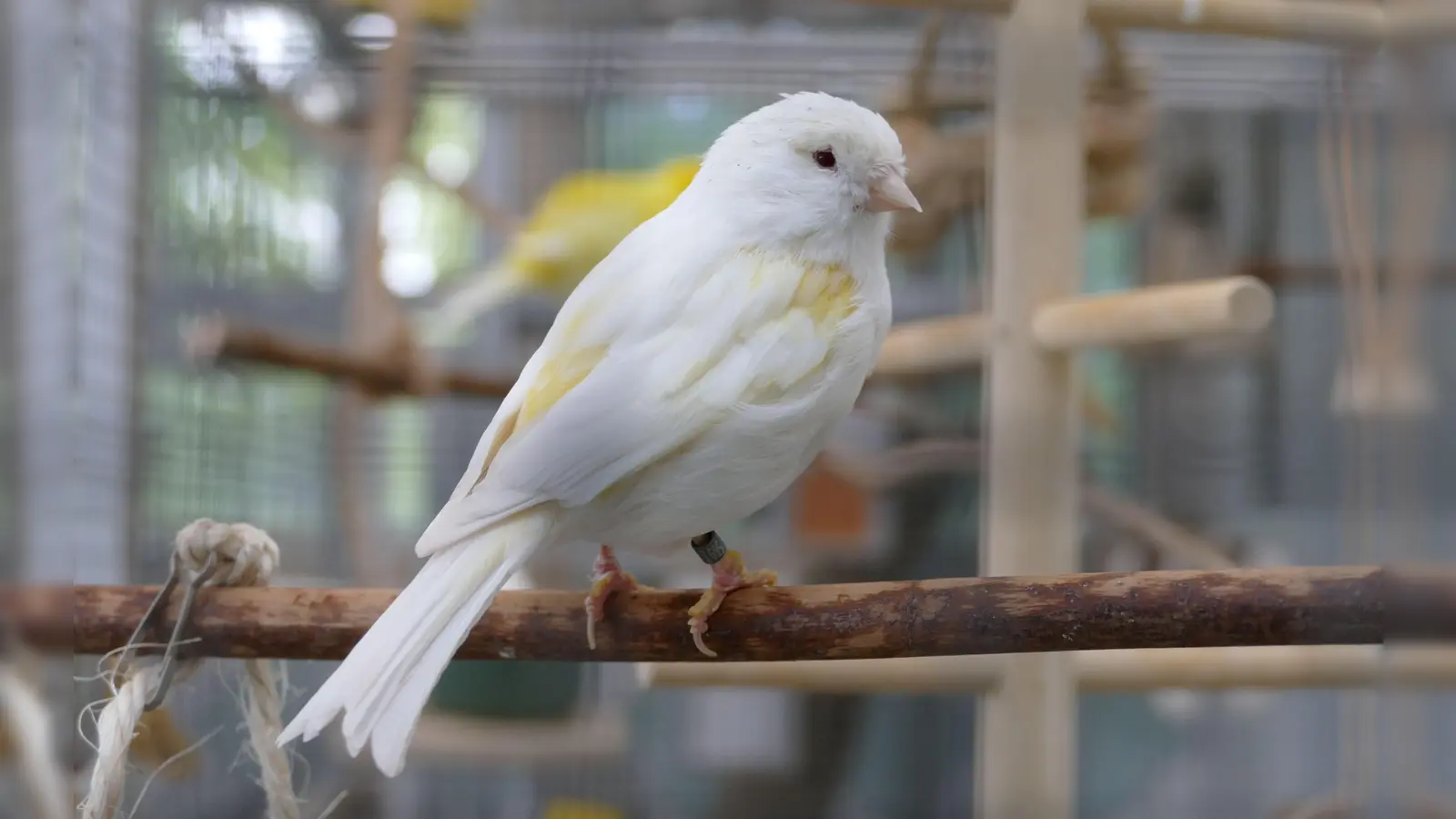 Kanarienvogel „Fresh“ ist etwa vier Jahre alt. (Foto: Tierheim Riem)