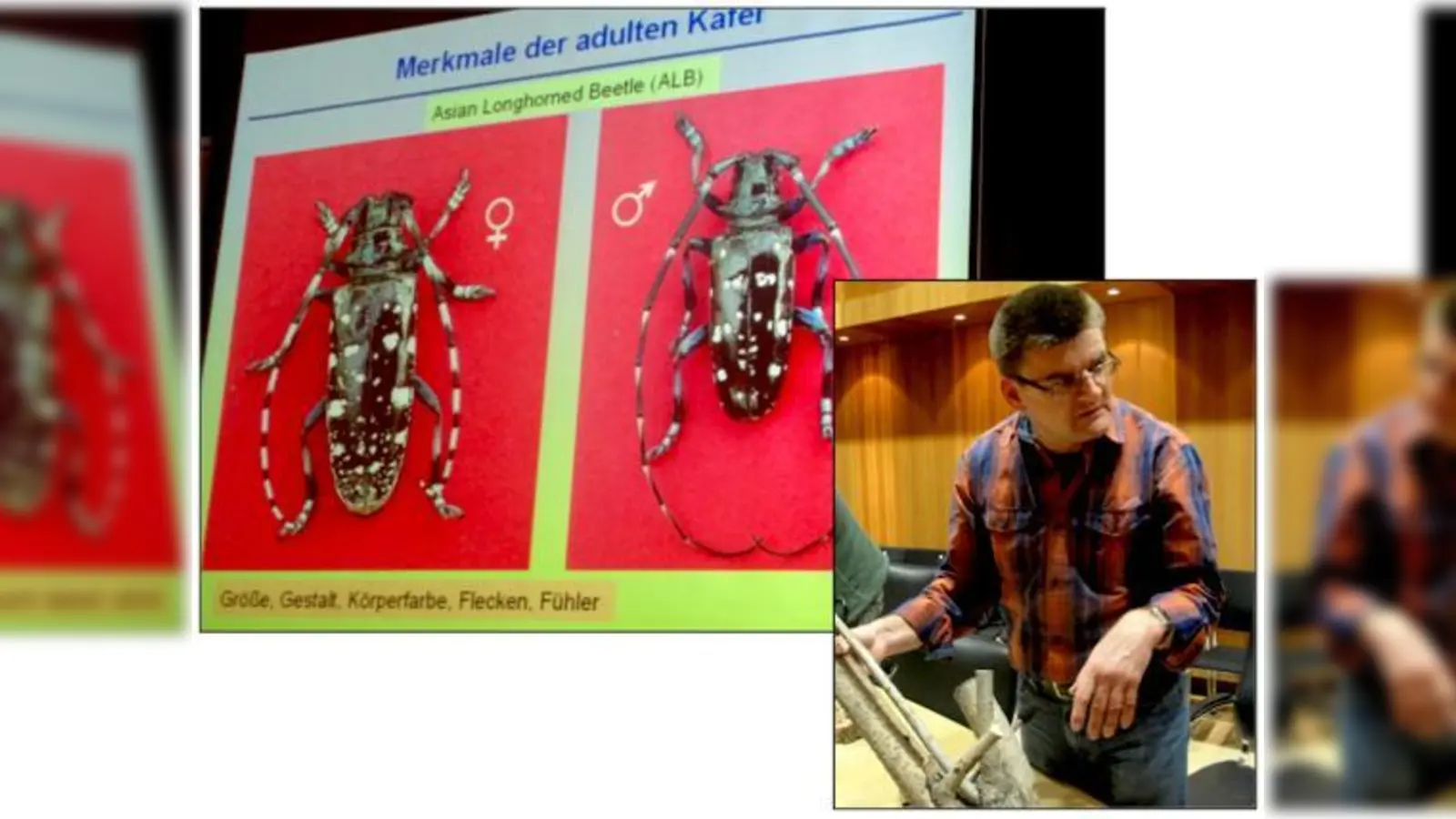 Wenn diese ungebetenen Gäste nur schon wieder weg wären:w Laubholzbockkäfer auf dem »Fahndungsplakat«. Ullrich Benker vom Freisinger Institut für Pflanzenschutz präsentierte den entsetzten Feldkirchnern befallenes Holz.	 (Fotos: cs)