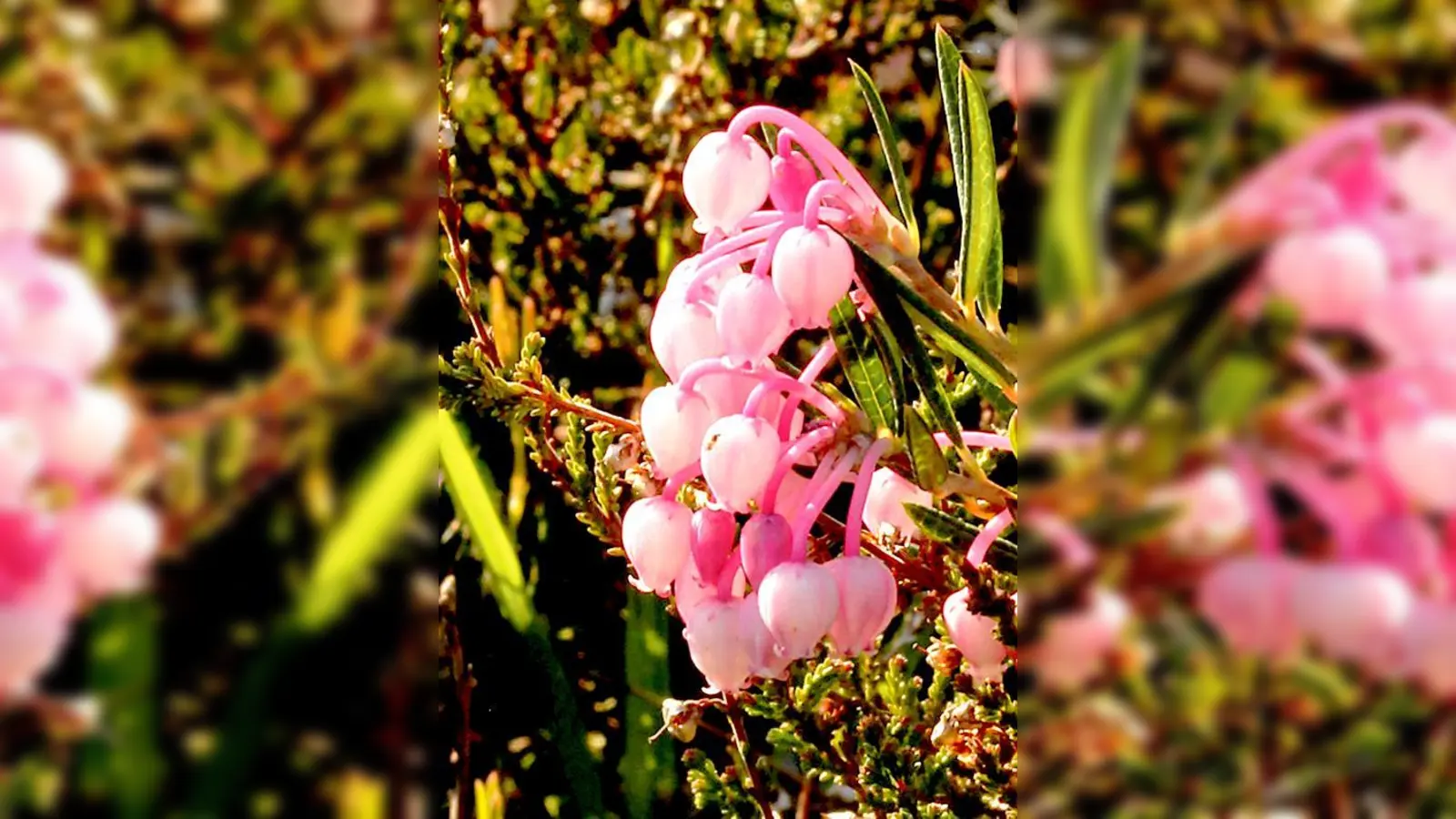 Impressionen des Grafinger Foto-Künstlers Wolf Karg.	 (Foto: Stadtmuseum)