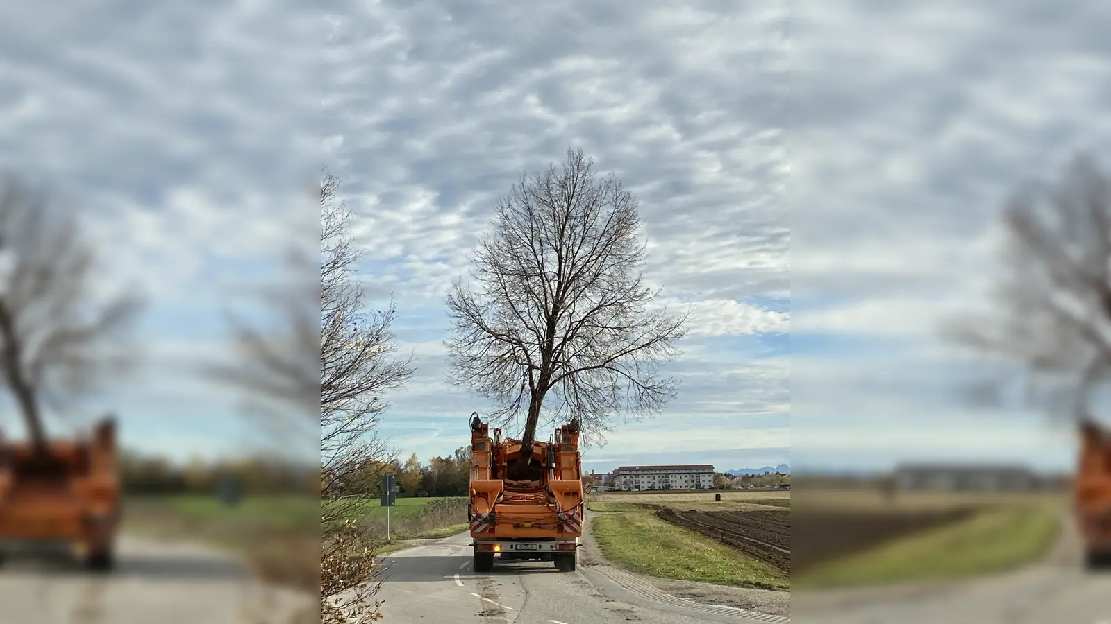 Vom Heimstettener Moosweg wird die Linde zu ihrem neuen Pflanzort gebracht. (Foto: Sophia Schreib/Kirchheim 2024 GmbH)