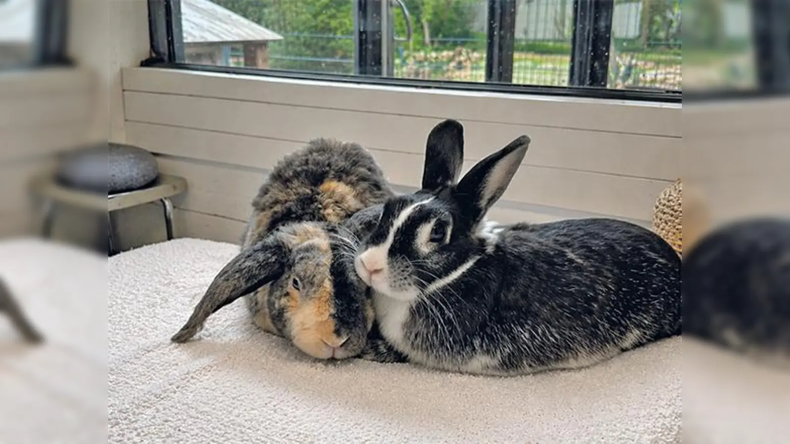 Janosch und Fincha kuscheln am liebsten und suchen daher ein gemeinsames neues Zuhause. (Foto: Tierheim Riem)