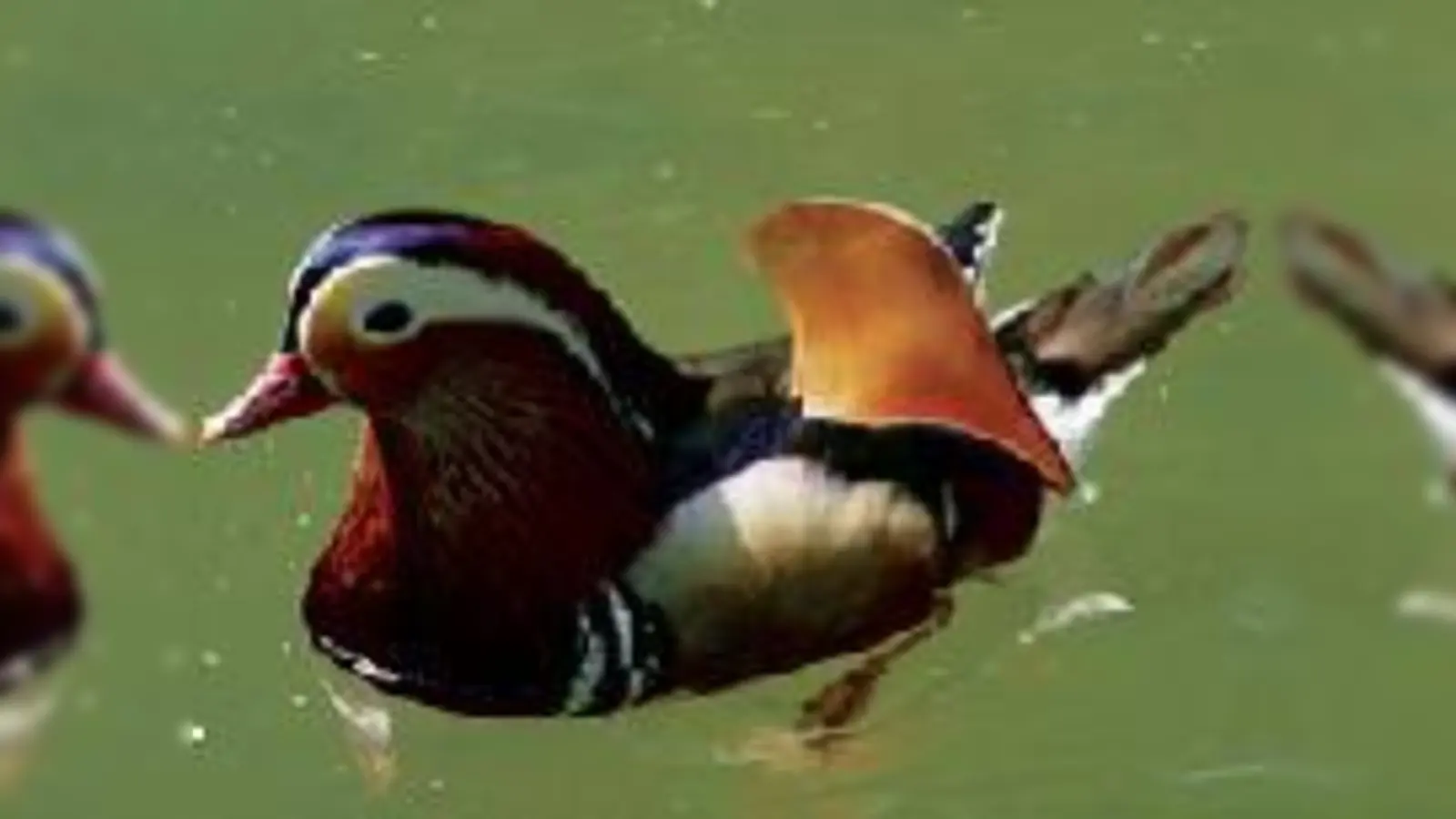 In ihrer Heimat Ostasien bedroht, an der Isar brüten sie seit Jahrzehnten: Mandarinenten.	 (Foto: LBV)