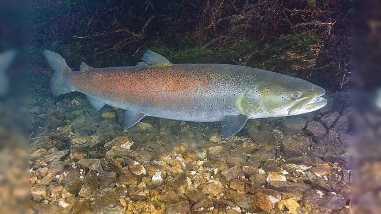 Der Landesfischereiverband in Oberschleißheim freut sich über hunderte kleiner Huchen, die sich wieder in der Isar tummeln. 	 (Foto: CC BY-SA 4.0 Liquid Art)