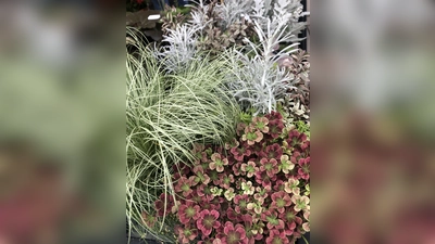 Mit dem Start in den Herbst ändert sich auch vielfach der Grabschmuck. Jetzt braucht es frostharte Pflanzen. (Foto: hw)