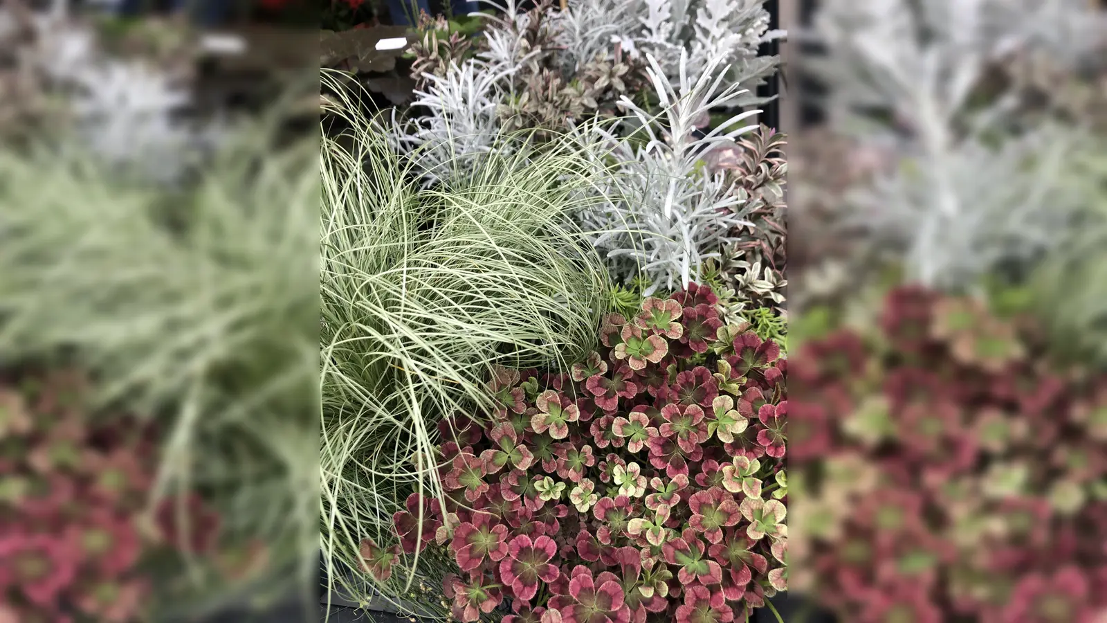 Mit dem Start in den Herbst ändert sich auch vielfach der Grabschmuck. Jetzt braucht es frostharte Pflanzen. (Foto: hw)