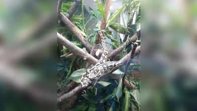 Dieser Teppichpython ist sehr dekorativ und gleichzeitig ungefährlich. Oft werden Reptilien unbedacht gekauft und dann mangels Zeit und Fachwissen wieder abgegeben. Die Reptilienauffangstation in der Kaulbachstraße nimmt sich ihrer an.  (Foto: mha)