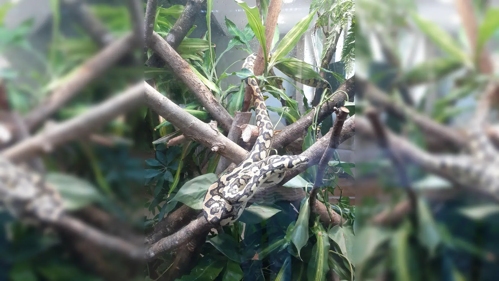 Dieser Teppichpython ist sehr dekorativ und gleichzeitig ungefährlich. Oft werden Reptilien unbedacht gekauft und dann mangels Zeit und Fachwissen wieder abgegeben. Die Reptilienauffangstation in der Kaulbachstraße nimmt sich ihrer an.  (Foto: mha)