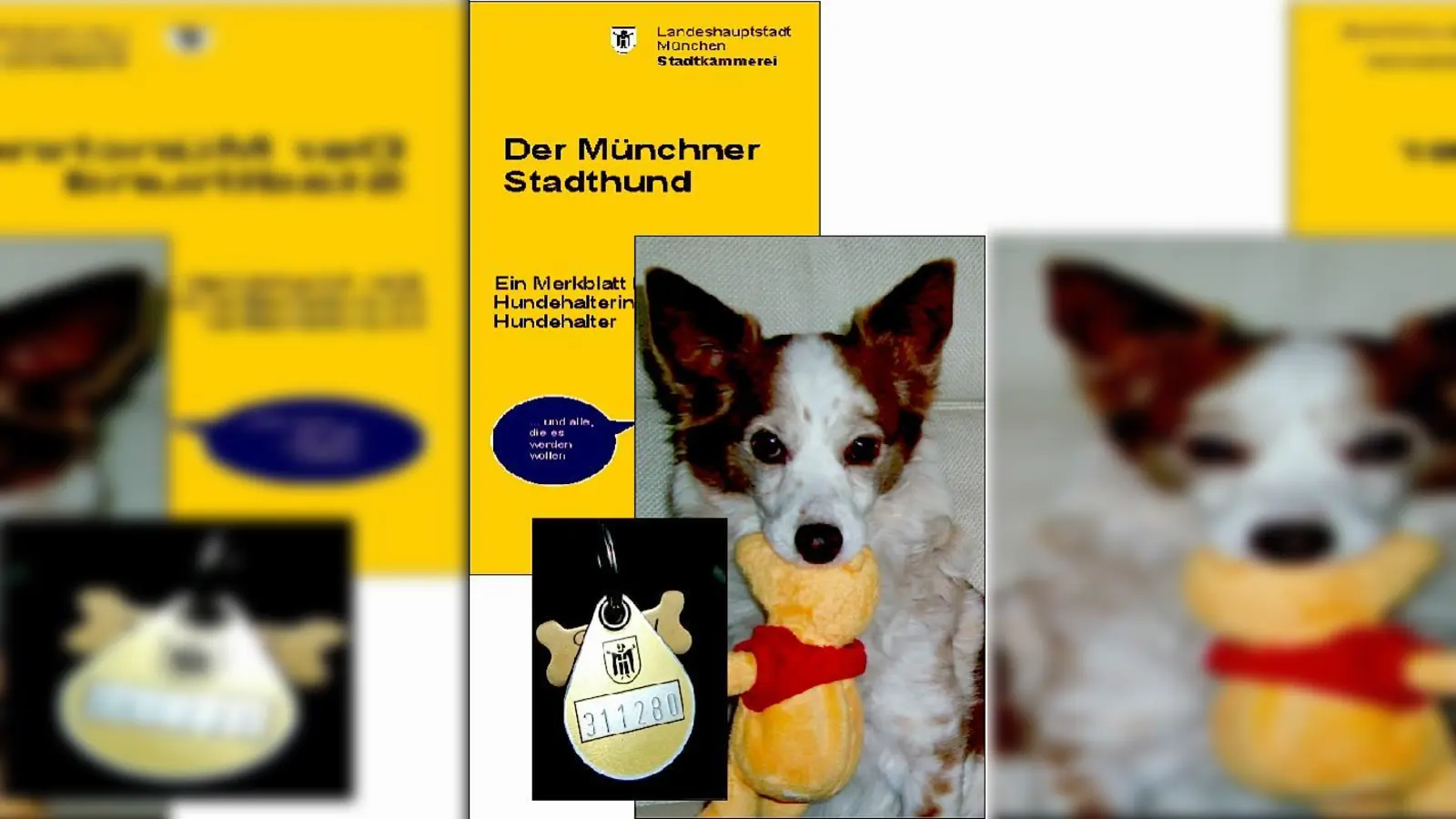 Auch für Jack-Russell-Mischling Jacky (10) muss Herrchen jetzt 100 Euro an Steuer berappen. Außerhalb der Wohnung oder des Grundstücks müssen Münchner Hunde mit der sichtbar befestigten gültigen Steuermarke umherlaufen.  (Fotos: ikb)