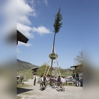 Mit den sogenannten Schwalben wird der Baum aufgerichtet. (Foto: Markus Wasmeier)