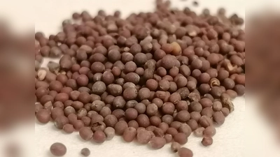 Aus diesen unscheinbaren Körnchen kann einmal Senf werden. (Foto: job)