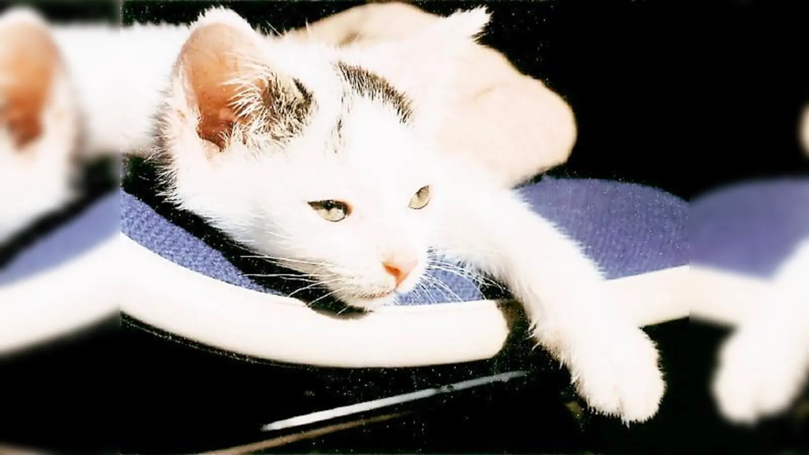 Mitglieder von »Katze und Mensch« helfen sich gegenseitig, etwa mit »Catsitting«.	 (Foto: Freundeskreis)