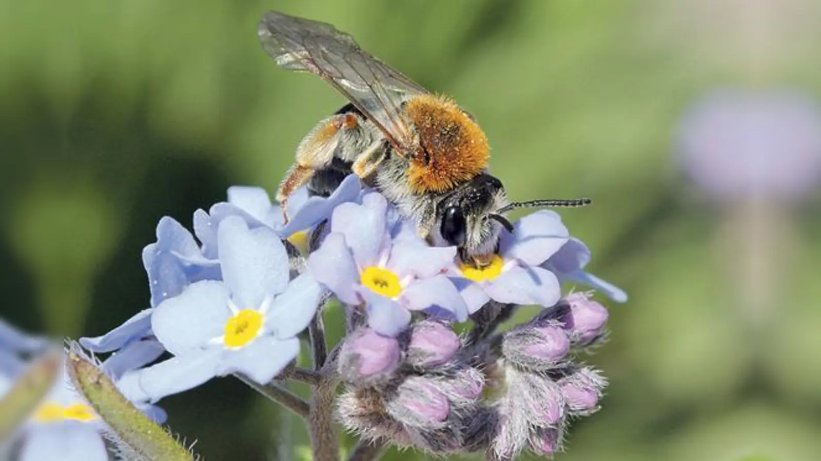 Wildbienen brauchen neben Blütenpollen, Nektar und Wasser auch Nistmaterialien.	 (Foto: Hans-Jürgen Sessner)