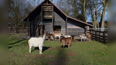 Der Gnadenhof Kirchasch gleicht einem Bauernhof. (Foto: Tierschutzverein München)