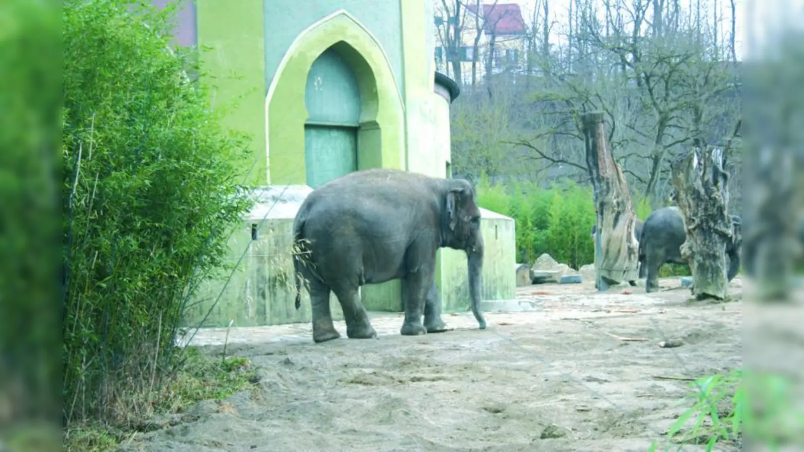 Momentan ist das stark einsturzgefährdete Elefantenhaus wegen Umbauarbeiten geschlossen. (Foto: WS)