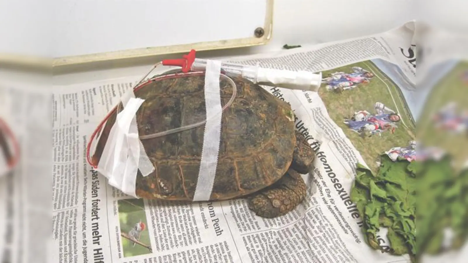 Fundschildkröte Veronika kämpft nach der OP mit ihren schweren Verletzungen.	 (Foto: Auffangstation)