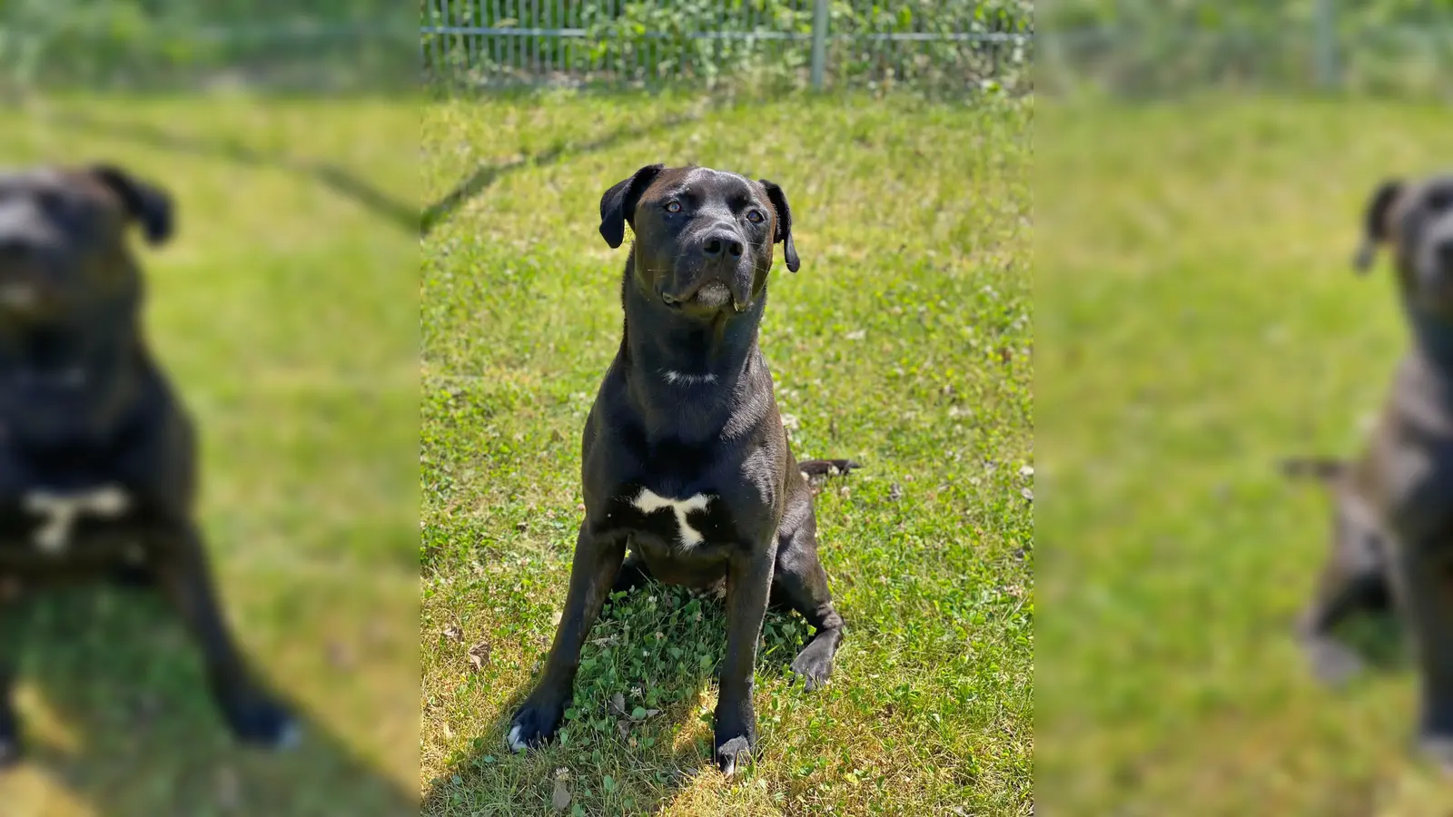 Corleone ist ein Mischlingsrüde, der eine gute Führung benötigt. (Foto: Tierheim Riem)