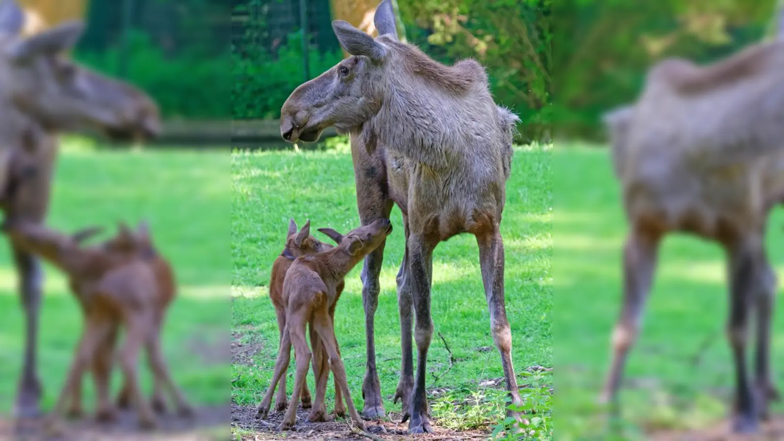 Die Elch-Kälber Rico und Rocco fühlen sich pudelwohl in der Elchanlage in Hellabrunn.	 (Foto: Tierpark Hellabrunn)