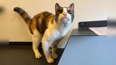 Elli sucht ein ruhiges, kinderfreies Zuhause in Wohnungshaltung mit einem sicher vernetzten Balkon. (Foto: Tierheim Riem)