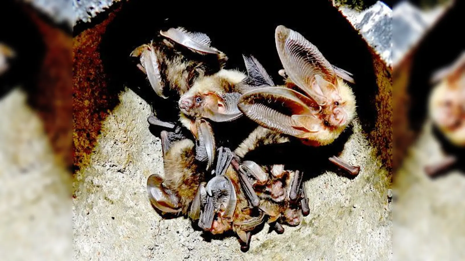 Braunes Langohr heißt diese Fledermaus-Art. Auch sie könnten die Flausmeister antreffen.	 (Foto: VA)