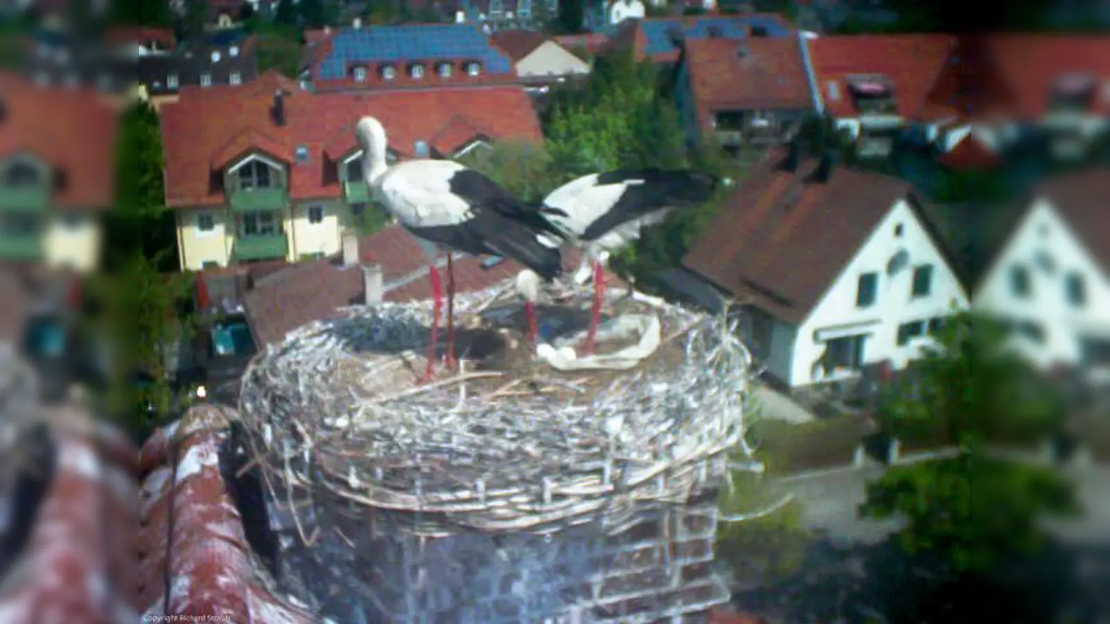 Die Hoffnung heuer wieder Storchennachwuchs zu bekommen ist groß, geschah dies doch letztmalig 2012.  (Foto: LBV)