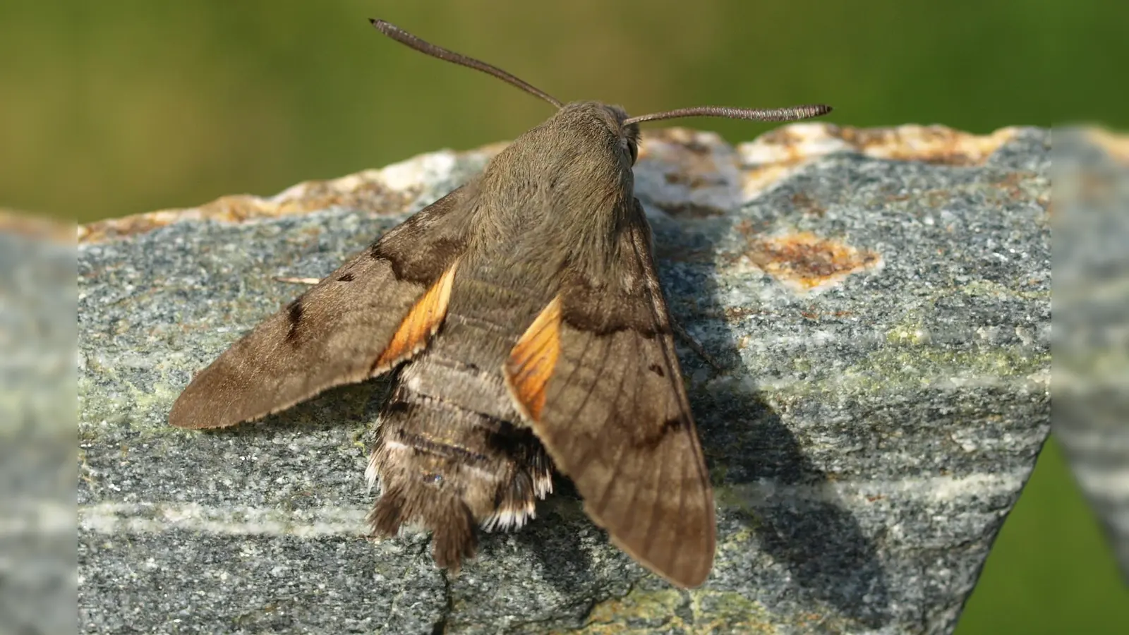 Bleibt wegen den warmen Temperaturen schon mal in Bayern, anstatt in den Süden zu fliegen: das Taubenschwänzchen, ein tagaktiver Schwärmer.  (Foto: Petra Altrichter, LBV Bildarchiv)