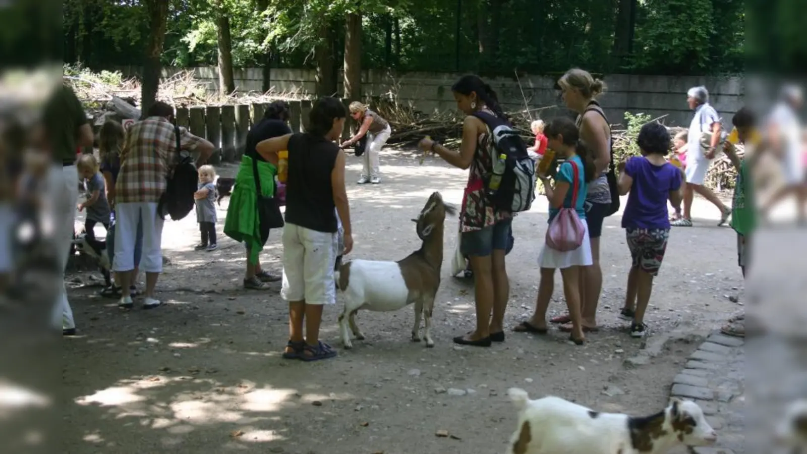 Keinerlei Berührungsängste zeigten die Kinder der Aktion „Weissblauer Bumerang  „ und „Freudentanz” im Streichelzoo des Tierparks Hellabrunn. (Foto: LB)