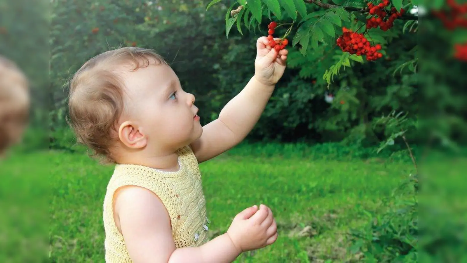 Bunte Blumen und Beeren üben auf viele kleine Kinder eine magische Anziehungskraft aus. Doch nicht alle Pflanzen sind harmlos, manche lösen schwere Vergiftungen aus. Wer einen eigenen Garten hat, sollte sich deswegen möglichst genau über die Pflanzen informieren. (Foto: nastia/123rf/Barmenia)