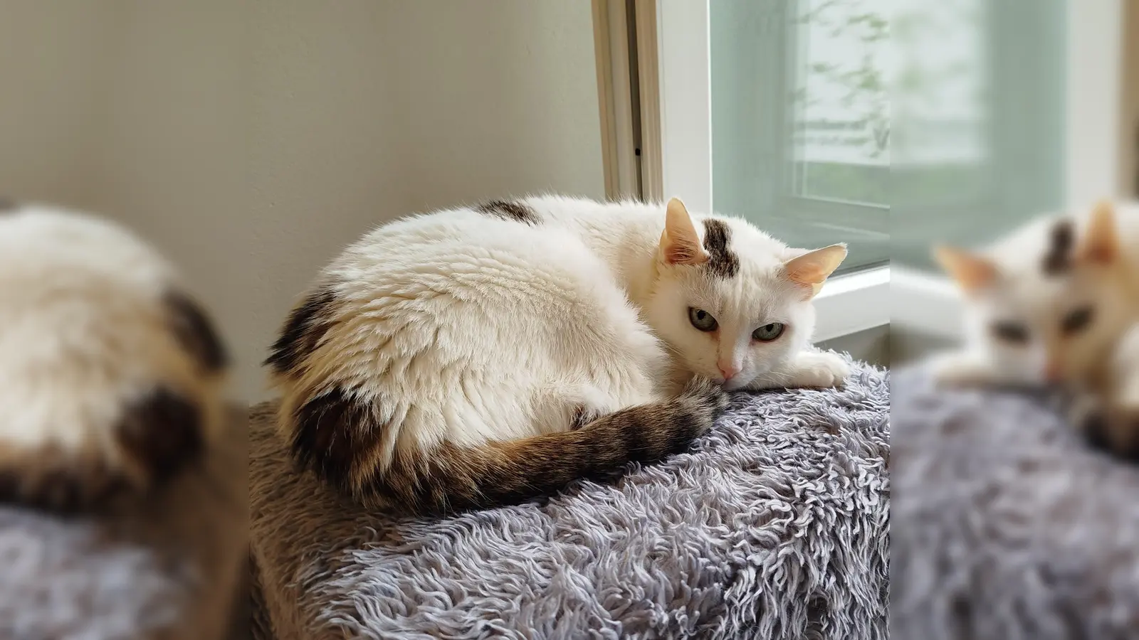 Europäisch Kurzhaar-Katze Wilma (Foto: Tierheim Riem)