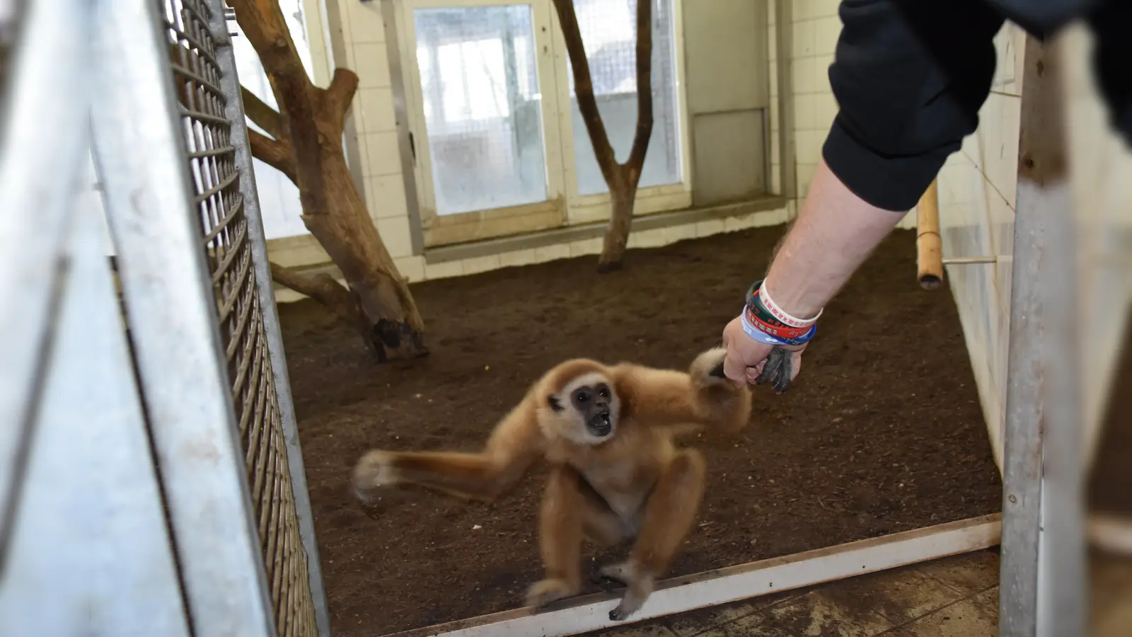Endlich darf der junge Gibbon Jimmy aus seinem Käfig in der Reptilienauffangstation heraus. Dann geht es auf große Reise. Ob er wohl ahnt, dass er in Frankreich bald Hochzeit feiern darf?  (Foto: Auffangstation für Reptilien, München e.V.)