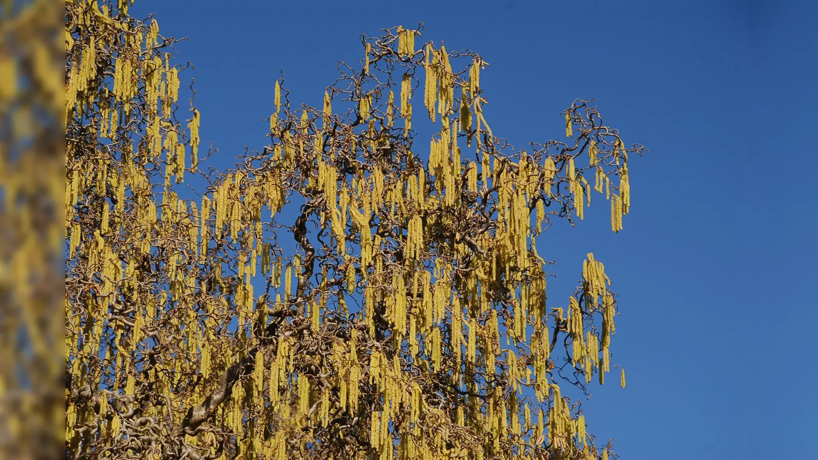 Die hängenden, kätzchenartigen, männlichen Blütenstände der Korkenzieherhasel haben sich jetzt geöffnet und geben ihren Blütenstaub ab, der vom Frühlingswind vertragen wird. (Foto: BGM)