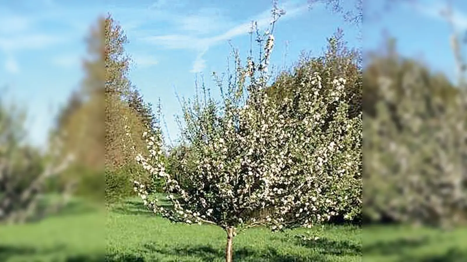 Auch Obstbäume sind jetzt geschützt. 	 (F.: Archiv)