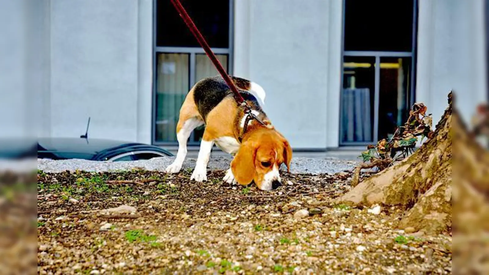 Dank des Polizeihundes Lilly konnte eine vermisste Frau im Perlacher Forst aufgespürt werden.	 (Foto: VA)